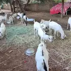 تيوس مرابي للبيع