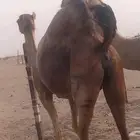 ناقه ساحليه لقحه ب 6500 ريال مشروطه