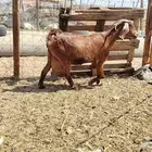 معوز مراح واحد