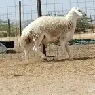 فحل حري كفو