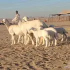 ضان حريات حرش متابيع 4تحتها4 بهم طيب للبيع