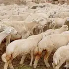 ضان حريات مراح كامل 280 راس تحتها 130 الغنم صنف جروم