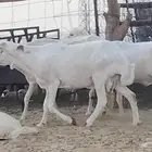غنم رفيد العدد 3 روس
