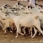 معزا بيشيات صنف جروم ورقاب 25 بالفحل دفيع ومضاريع