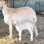 نعجه حريه خلفه تم البيع