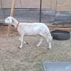 حريه طيبه مقنوي او ذبح