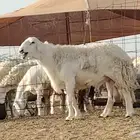 فحل حري كفو