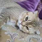 سكوتش فولد