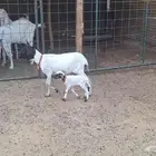 بربريه طيبه تحتها خروف