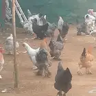 دجاج براهما كولومبي وامريكي مستويات فاخره