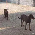 كلاب دوبر مان