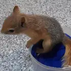 فروخ السنجاب القوقازي