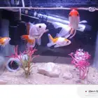 gold fish 6 piece for 60 riyal