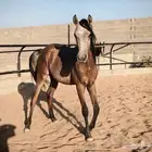 مهر شعبي للبيع