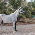 فرس شعبية للبيع