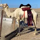 جمل حر صافي