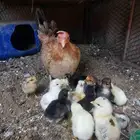 دجاجه معها فروخ