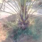 نقايل خلاص ذهبي سعر 300