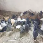 صوص دجاج