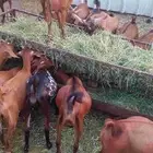 مواشي غنم