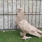 صنعاوي كاكي