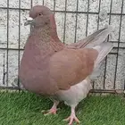 فرش براون بار حمام زينه