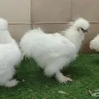 طقم بشاير دجاج قطني مستوى فاخر