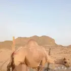 ناقة خلفه للبيع حوارها عمره 3 شهور ونصف