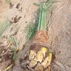 نخيل القصيم