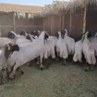 جزاز غنم