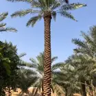 يواجد لدينا لقاح نخيل اخضر وا ناشف طيب للتواصل واتساب