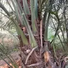 نخل مثمر بجميع أنواعها