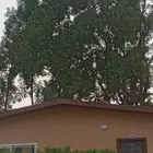 لتقطيع الأشجار وازالتها الضاره امام المنازل والتي تسبب اضرار