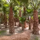 نخيل واشنطني جميع المقاسات والاحجام