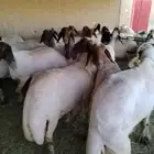 حلاق غنم