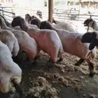 جزاز غنم