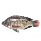 سمك بلطي عرض 12 ريال