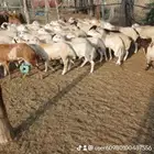 خرفان بلدي اضاحي مخاصي