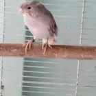 ذكر كناري كرست مغرد