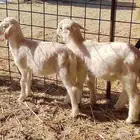 بهم دواغير طليان حري