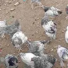 دجاج براهما اعمار 4شهور البيع للكمية كاملة عدد 100
