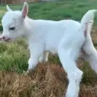 ماعز قزم تشيكي عمر اسبوع