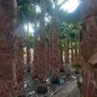 يوجد نخل وشنطني واشجار اسدر وزيتون