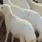 مطلوب عدد 100 راس غنم ضان للبيع حوليه