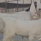 عنزين جم دفيع مطورات بيض برص فواخر