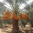 نخل مثمر للبيع