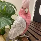 فندقه طيور بيشه