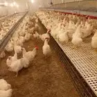 مطلوب دجاج امهات كمية كبيره