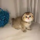 فندقة قطط عروض مميزه حياكم الله