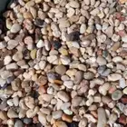 بيار الماشي